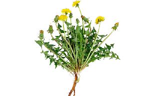 Dandelion Roots Extract