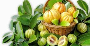 Garcinia Cambogia Extract