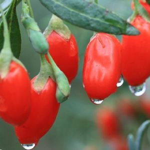 Goji berry extract