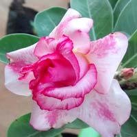 Adenium Plants