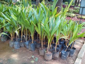 Coconut Plant