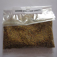 Coriander Grass Seed