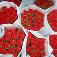 Fresh Carnation Flower
