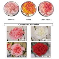Fresh Carnation Flower