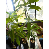 Mango Plant