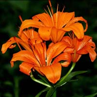 orange lily