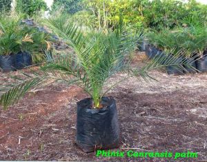 Phoenix Canariensis Palm Plant