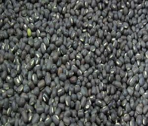 Black Urad Beans