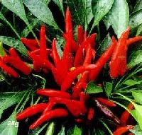 Fresh Red Chilli