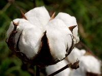 Raw Cotton