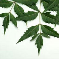 Neem Leaves