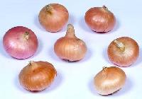 Fresh Onion