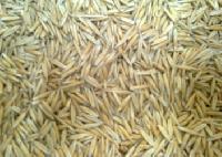 Fodder Seeds