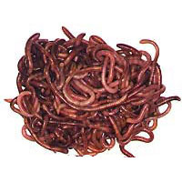 Worms for Vermiculture