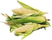 White Corn