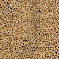 Natural Sesame Seeds