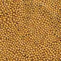 Yellow Mustard Seeds