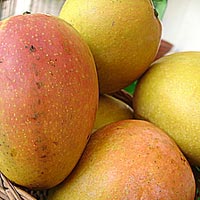 kesar mango