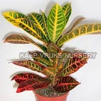 Croton Plants