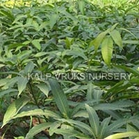 Dasheri Mango Plants