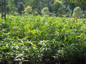 Kesar Mango Plant