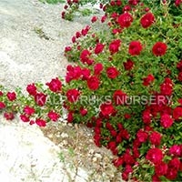 Rose Plants