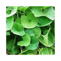 Centella Asiatica Extract