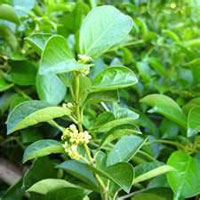 Gymnema Sylvestre Extract