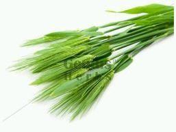 barley grass