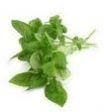 Basil (Tulsi) Extract