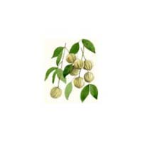 Garcinia Cambogia Extract