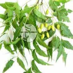 Neem Leaf Extract