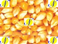 Maize, Corn