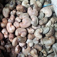 Ivory Coast - Raw Cashewnuts in Shell (raw Material)