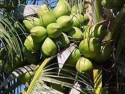 Fresh Coconuts