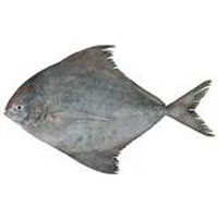 Black Pomfret Fish