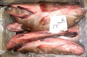 Frozen Reef Cod Fish