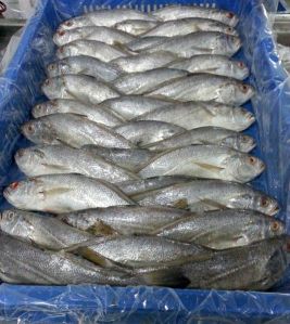 Frozen Silver Croaker Fish