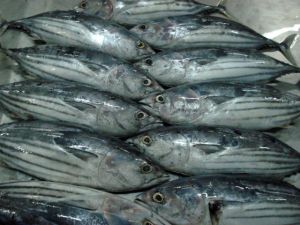 Frozen Skipjack Tuna Fish