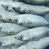 Indian Mackerel