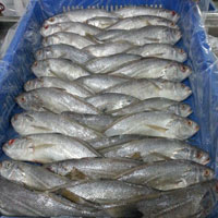 Silver Croaker