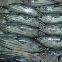 Skipjack Tuna Fish