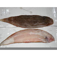 Tongue Sole Fish