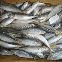frozen horse mackerel fish
