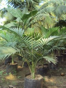 Alexandra Palm Plant