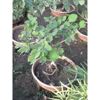 Bonsai Adenium Plant