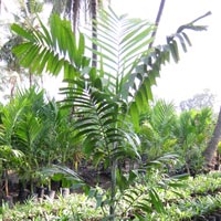 Kentia Palm Plant