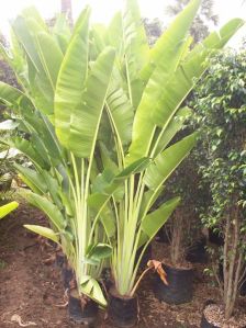 Ravenala Madagascariensis Plant