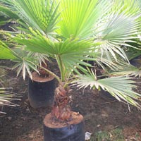 Washingtonia Palm Plant