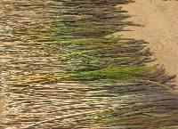 Broom Grass